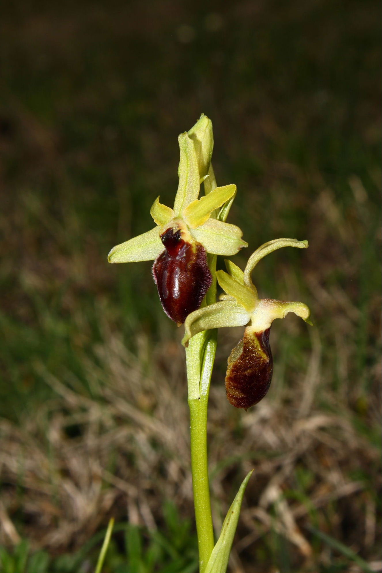 Ophrys da determinare